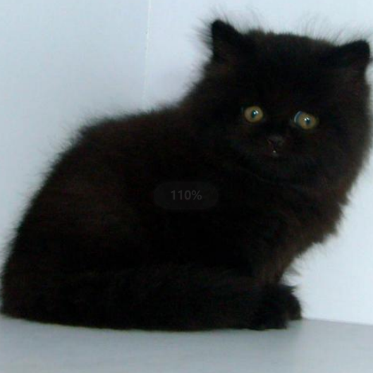 一、烟黑色波斯宠物猫品种介绍（是否属于纯种） 二、卖烟黑色波斯猫渠道及价络明细