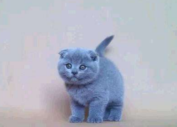 一、高地长毛卷折耳蓝猫品种介绍（是否属于纯种） 二、一只高地长毛卷折耳蓝猫价格详情