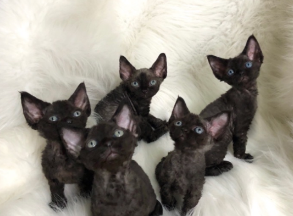一、关于德国的黑色德文卷毛幼猫价格详情分析 二、在宠物店购买一只德国黑色德文卷毛幼猫价格标准