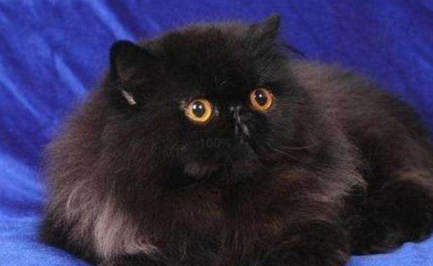 一、韩国黑脸长毛布偶猫品种介绍及价格详情分析 二、买一只黑脸长毛布偶猫价格标准