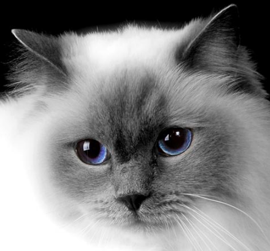 一、购买小蓝双布偶猫咪渠道及济南市场买猫可靠性 二、购买一只猫价格