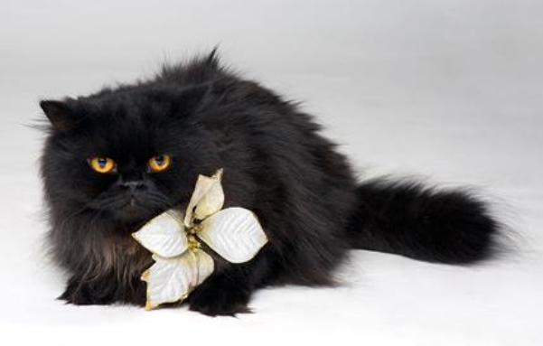：一、黑色波斯猫品种照片大全介绍 二、购买一只健康猫技巧