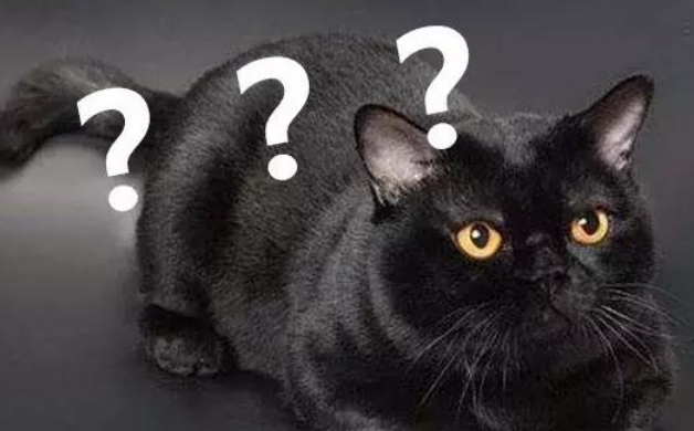 一、购买黑色布偶猫渠道及在新加坡宠物店买可行性 二、购买一只猫价格