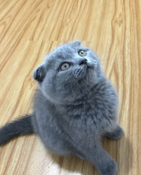 一、在网上平台购买英短折耳蓝猫看品种技巧 二、判断猫健康方法