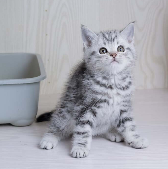 一、2020鞍山宠物市场卖最便宜最低价格的美短虎斑猫渠道介绍 二、一只美短虎斑猫价格标准