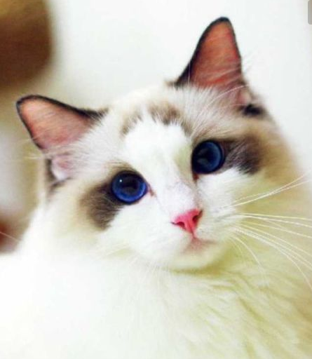 一、布偶猫和波斯猫区别介绍及购买渠道 二、布偶猫和波斯猫价格明细