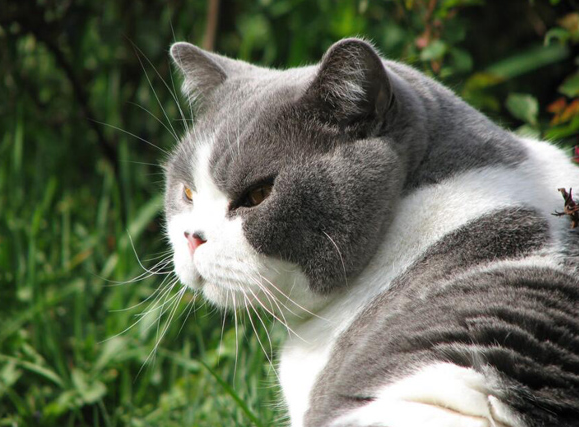一、购买最好养便宜的蓝白英短猫渠道推荐 二、宠物市场买一只英短猫价格标准
