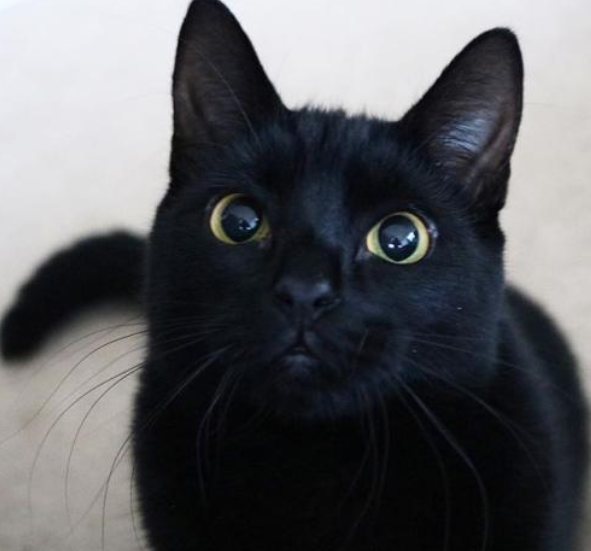 普通纯黑家猫崽种类介绍及价格标准（是否适合新手养）