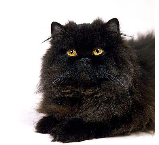 一、烟黑色波斯宠物猫品种介绍（是否属于纯种） 二、卖烟黑色波斯猫渠道及价络明细