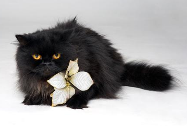 一、黑色波斯猫品种照片大全介绍 二、购买一只健康猫技巧